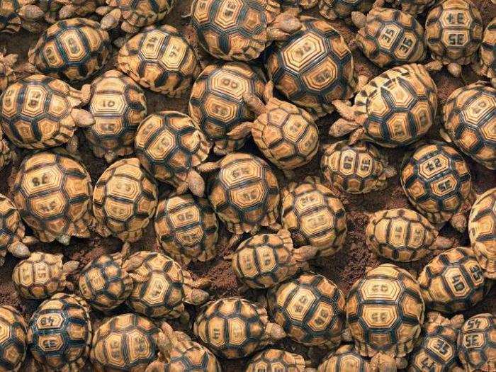 Ploughshares are the rarest tortoises in the world — these were photographed at a breeding sanctuary.