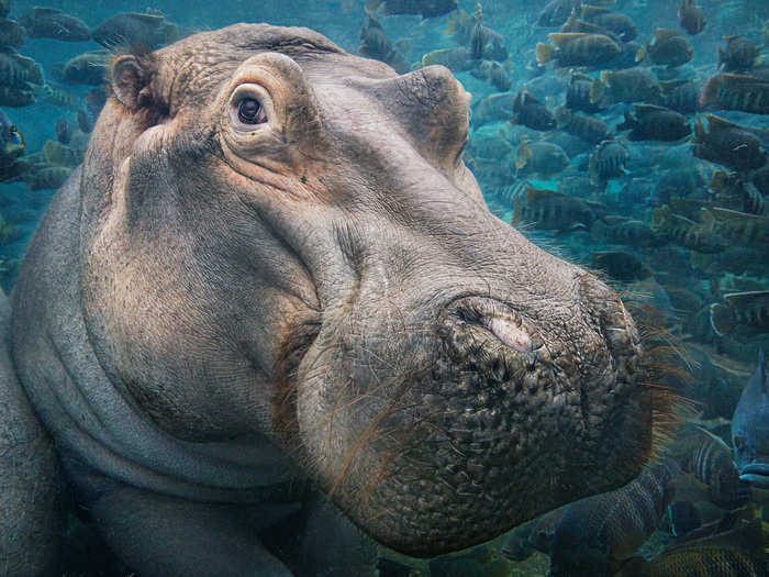 Hippos are hunted for their meat and their ivory teeth.