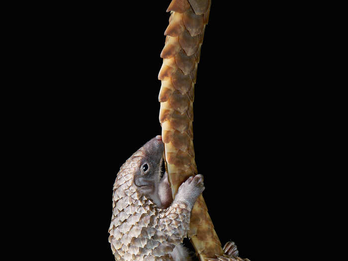 Pangolins are one of the creatures most threatened by the illegal wildlife trade. This white-bellied pangolin can be seen hanging from its mother