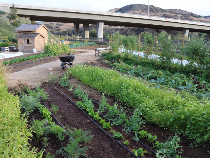 One of the best perks of having a farm virtually in your backyard, Alverson said, is being able to pick out fresh and delicious produce at any time.