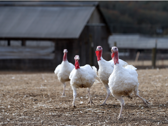 Minnesota produces the most turkeys in the US.