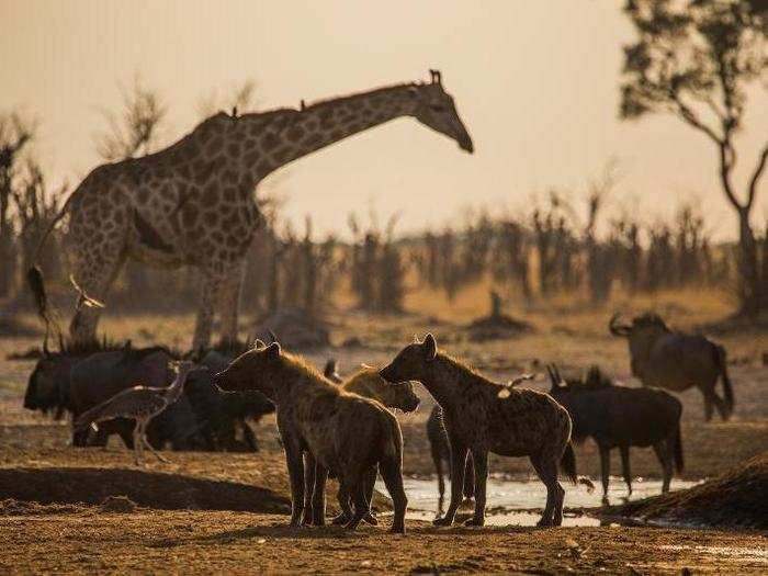 Hyenas stand alert at a watering hole while wildebeest, a Kori Bustard bird, and a giraffe get a drink in the background.