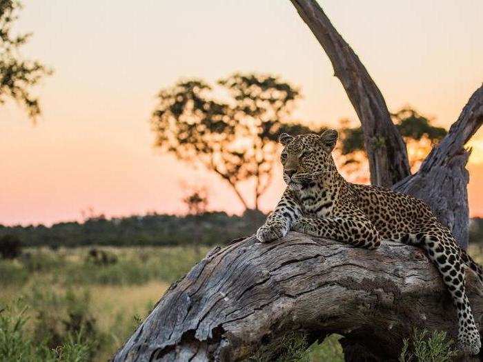 After a day of looking for perfect opportunity to hunt, Saba — dubbed the Leopard Queen — lies along a dead tree at sunset as she readies for an evening of hunting.