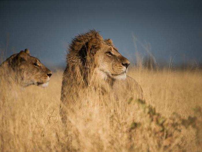 A young male lion and his queen from the Marsh Pride stand next to each other in the long, dry winter grass.