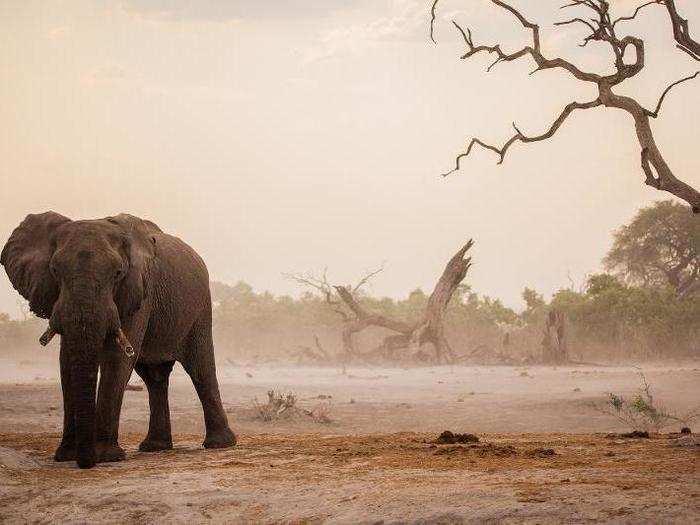 In the harsh wilderness of Botswana, water is life. Here, a lone bull elephant searches for a drink in a dusty watering hole.