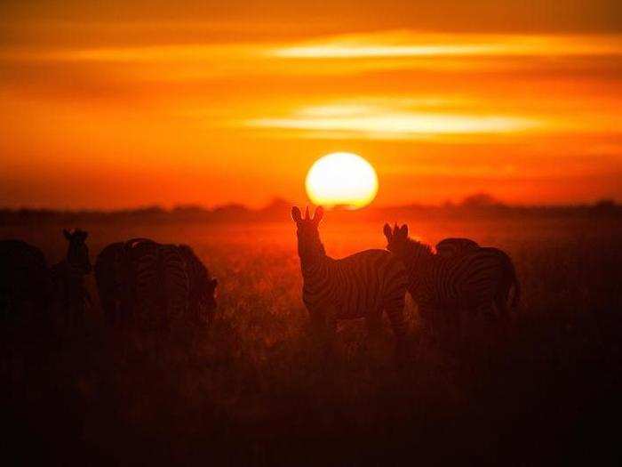A small herd of zebra are perfectly silhouetted by the setting sun as they graze on an open marsh.