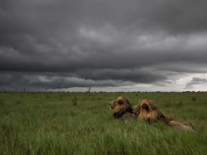 The King of the Marsh Pride, Sekekama, sits alongside his brother as they watch large storm clouds approach.