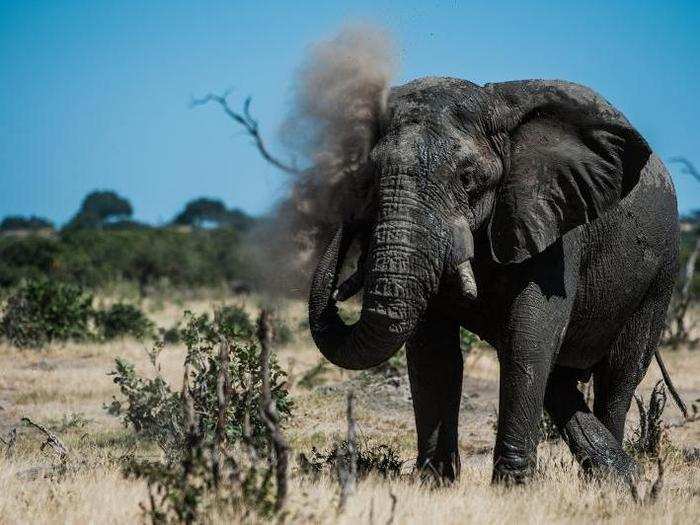 A large bull elephant throws sand up towards his ears to cool himself off. Elephants have hundreds of small blood vessels at the back of their ears, so keeping those blood vessels cool helps them keep their overall temperature down.