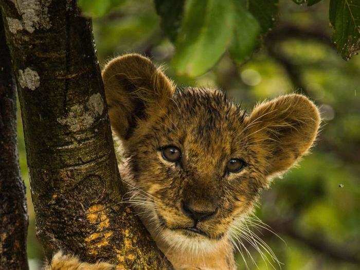 Young, curious lion cubs enjoy climbing trees. In this image, a cub from the Northern Pride holds on to a branch, perched in this prime spot.