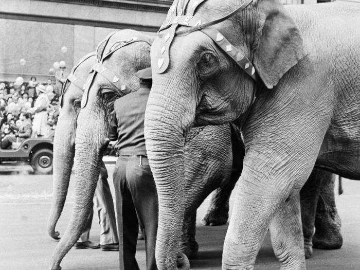 The parade featured elephants, monkeys, camels, and bears borrowed from the Central Park Zoo. Live animals made appearances for just two more parades after 1924.