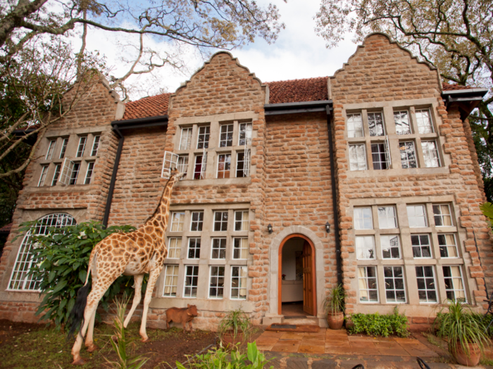 Giraffes poke their heads into the suites to say hello at Kenya