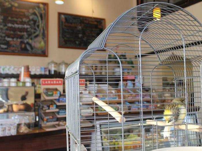 Java on Ocean, once the lone coffee shop in Ingleside, has been a community stronghold for the past 22 years. A friendly feathered resident named Green provides ambient noise.