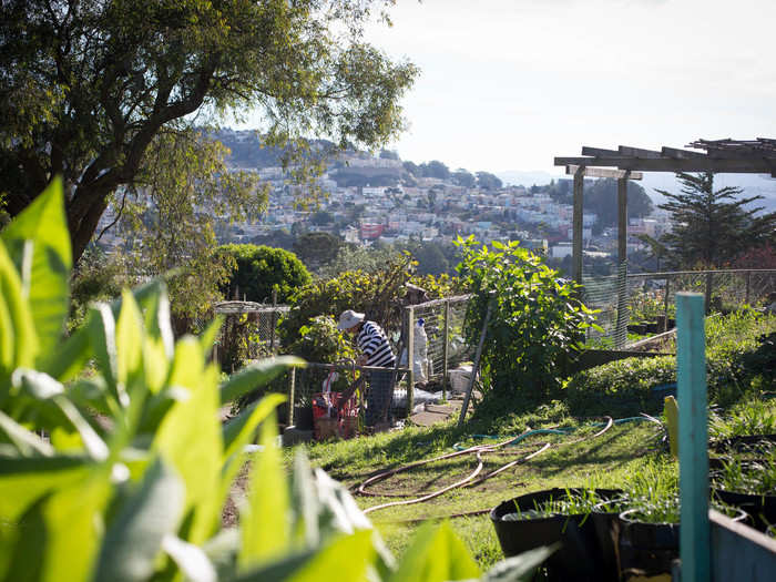 Our first stop was the community garden at Brooks Park, where locals can grow produce and ornamental plants for personal use. It