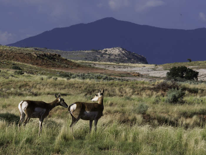 Bears Ears is an important site for wildlife, like these mule deer, pictured below.