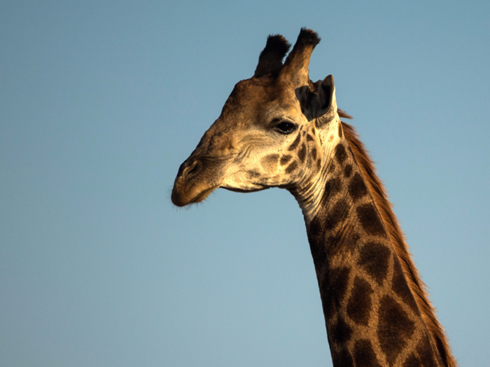 MYTH: Giraffes sleep for only 30 minutes a day.