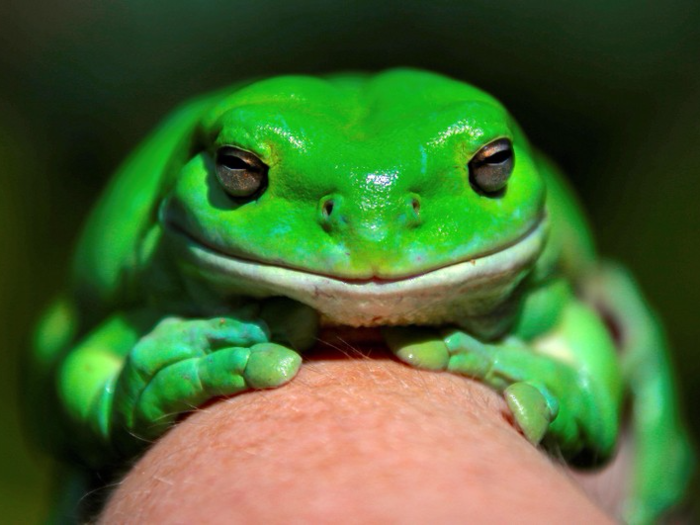 MYTH: People get warts from frogs and toads.