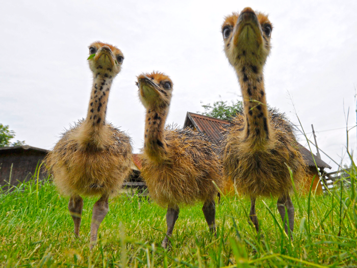 MYTH: Ostriches hide by putting their heads in the sand.