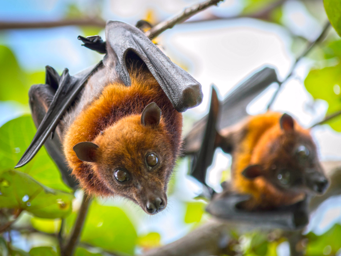 MYTH: Bats are blind.