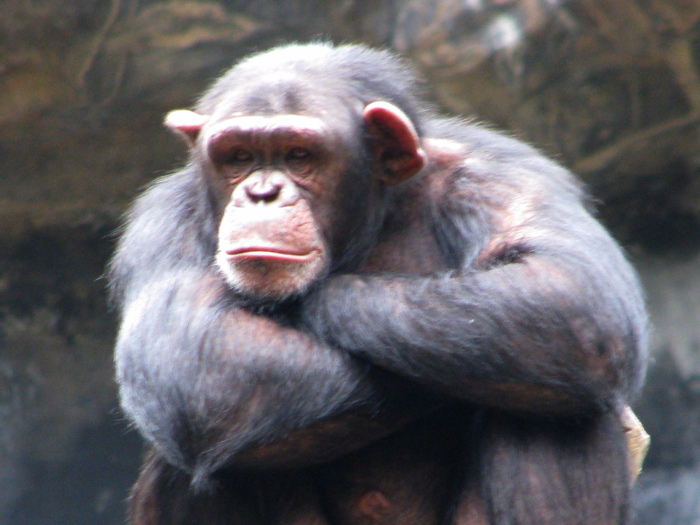 MYTH: Humans evolved from chimpanzees.