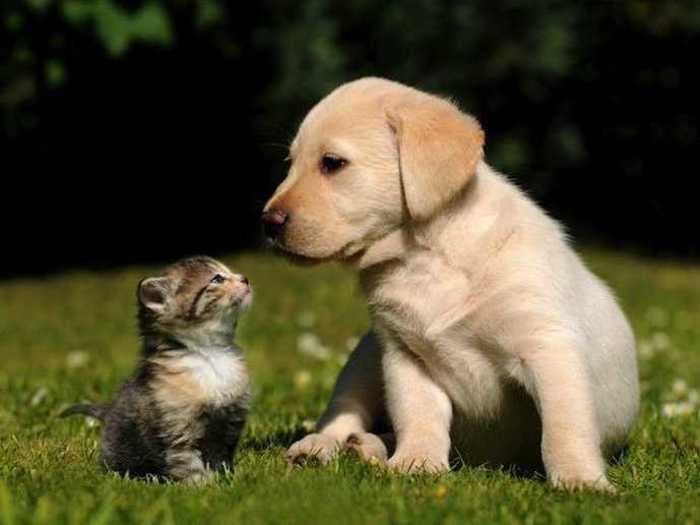 MYTH: Dogs and cats are colorblind.