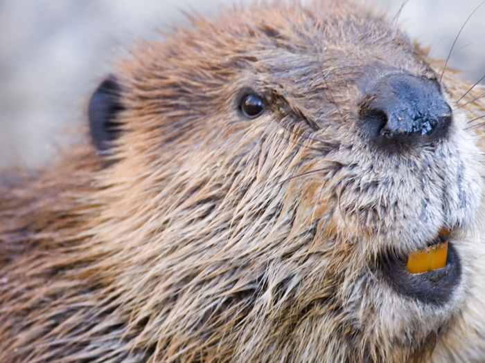 MYTH: Beaver butt secretions are in your vanilla ice cream and other foods.