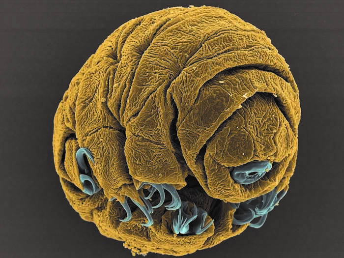 This is a 50-hour old embryo from a tardigrade (aka water bear), a type of tiny invertebrate that is so hardy it can survive in space.