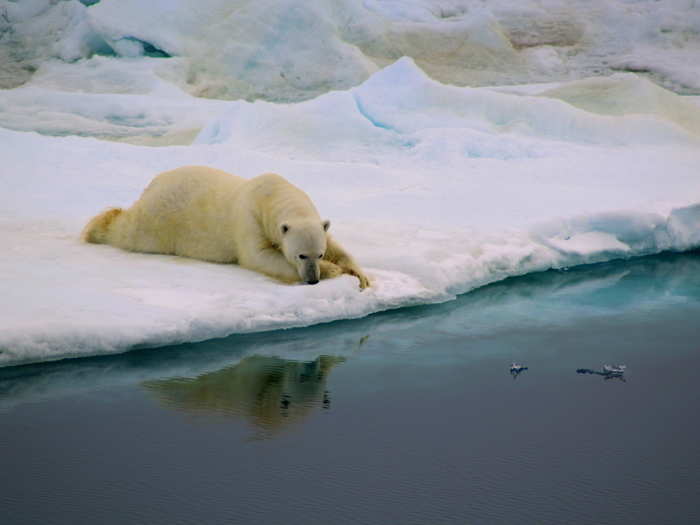 A polar bear near the eastern Greenland coast gazes into the water.