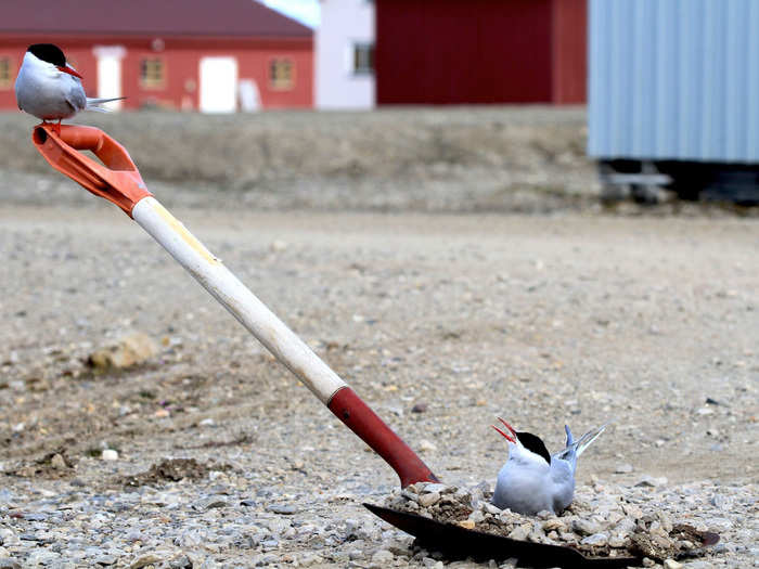 These Arctic terns on the island of Svalbard made a clever home on a conveniently placed abandoned shovel.