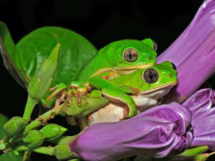 The small tree frog emerges from the Brazilian semi-arid Caatinga desert to mate and turns from brown to green when the summer rains arrive.