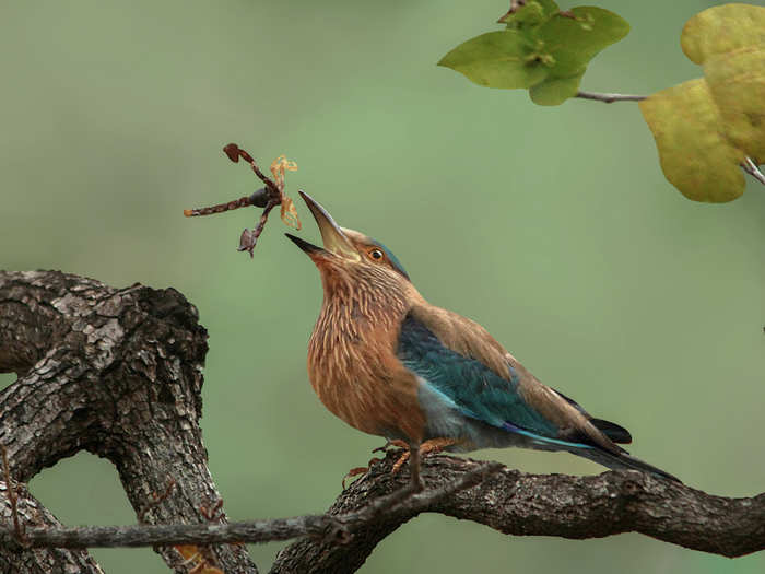 An Indian roller shows off its scorpion prey by tossing it up into the air.