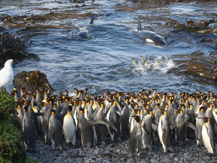 Killer whales suddenly emerge in a bay at Subantarctic Marion Island, startling a huddle of King Penguins.