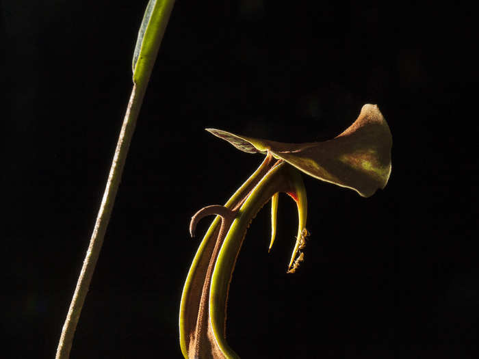 Pitcher plants secrete nectar along the rim of their pitcher to attract and trap insects, but one very special ant species is able to climb in and out of the pitcher for a snack.