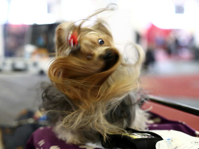 A dog reacts as he awaits the competition during the "Zagreb Winter Classic" dog show in Zagreb, Croatia.