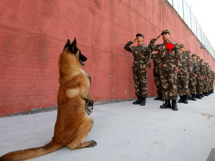 An army dog stands up as retiring soldiers salute their guard post before retirement in Suqian, Jiangsu province, China.