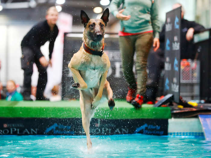 A dog jumps into water during the World Dog Show in Leipzig, Germany.