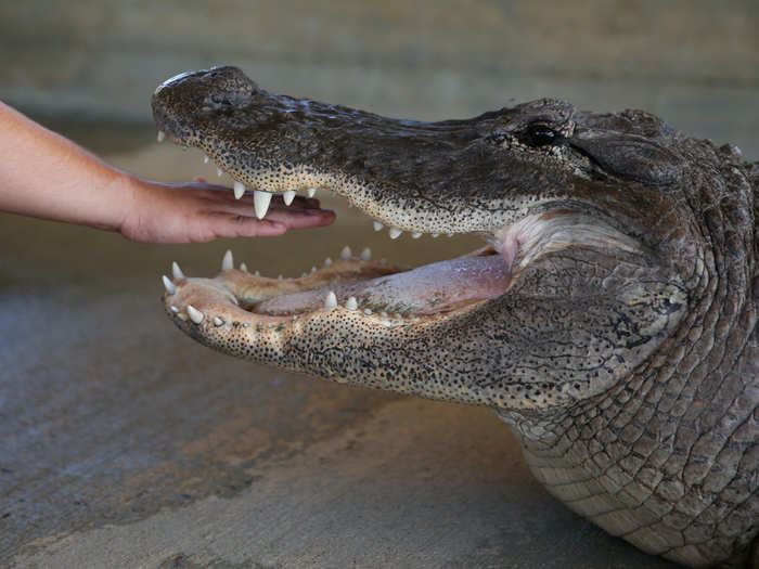 Alligator handler Levi Robbins puts on a show for tourists at Wooten