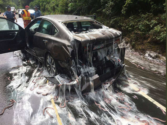 Lime eels, otherwise known as Pacific hagfish, cover Highway 101 after a flatbed truck carrying them in tanks overturned near Depoe Bay, Oregon.