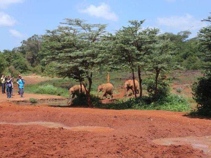 Upon first sight of the elephants, a sea of cheers sprang from the crowd. Everyone lifted their phones and cameras in anticipation.