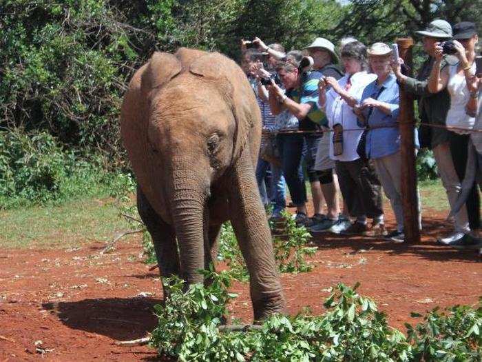 Playtime was in full swing. Elephants between 1 month old and over a year gathered in the pen to impress the crowd with their expert branch-handling skills and flopping abilities.