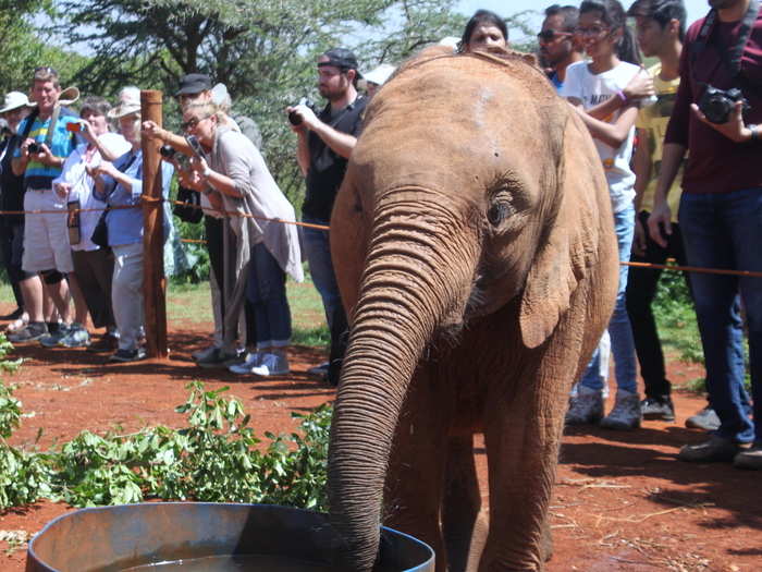 Rescue teams scour parks all over Kenya to find abandoned elephants. Many are rescued because their mothers were killed by poachers or starved to death. Others became orphans after falling down water holes and being separated from their parents.