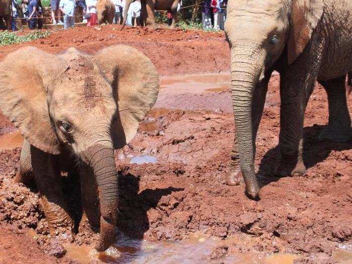 Enkesha, the elephant on the left, suffered a nasty trunk wound from a wire snare when she was just a few months old. Poachers use snares to trap elephants in the wild, but Enkesha has made a full recovery.