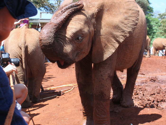 As friendly as the elephants may be, we were all warned not to crouch down in front of them, since we could have been mistaken for a toy. The elephants frequently play soccer with their handlers.