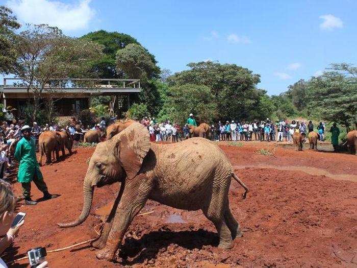 On this visit, 33 elephants greeted the crowd. Some walked right past us at the rope, letting us pet their backs. Elephant hide is extremely tough, often dirt-covered, and features fine hairs, which elephants have evolved to help regulate body temperatures.