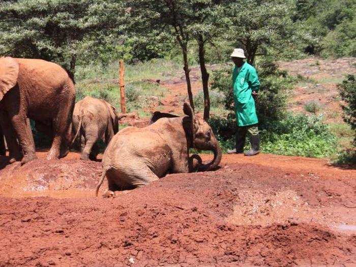 Others find more immediate ways to cool down, such as sloshing around in the mud. Getting out can be a struggle, however, as the elephants are still babies and haven