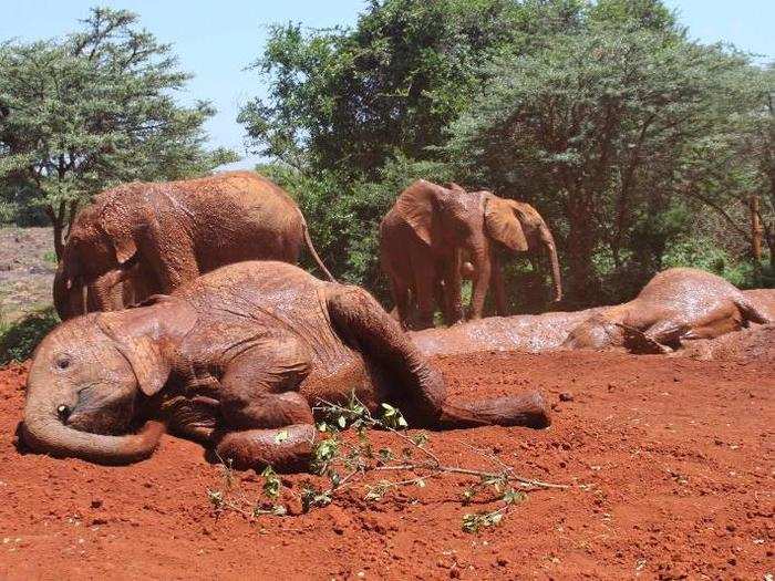 But as the sun rose high over Nairobi, many of the elephants followed up their mud baths with heavy flops onto the dirt. Still jetlagged from my trans-Atlantic flight, I could relate.