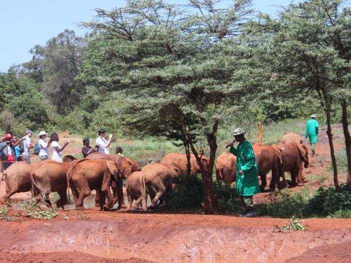 Eventually, and most disappointingly, the elephants did have to depart. Everyone rushed to get their last-minute pictures in, scrambling to the furthest corner to be close to them just one last time.