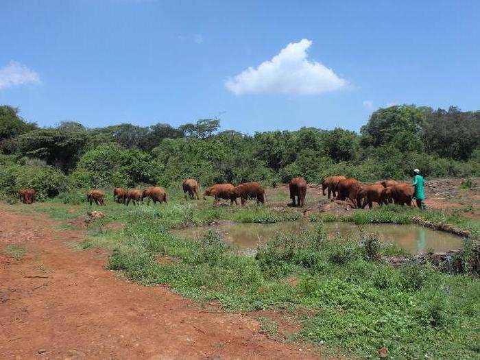 Many of the elephants will stay under the Trust