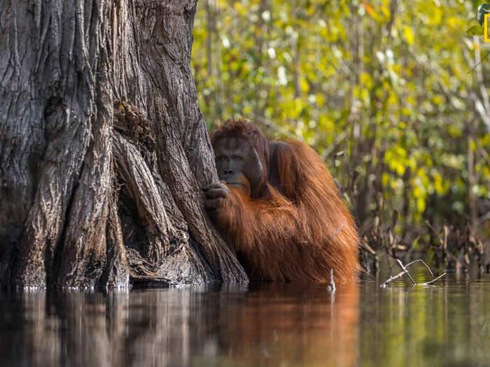 Wildlife, first place winner and grand-prize winner.