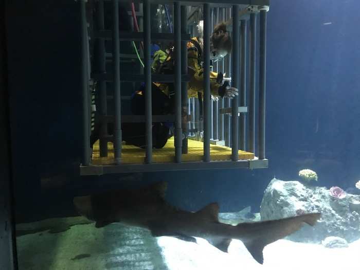 A shark swims under soldier at Point Defiance Zoo and Aquarium on Aug 10. Operation Shark Dive is a program that gives ill, injured, and wounded soldiers the opportunity to swim with sharks.