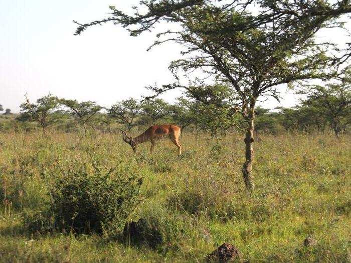 But as the day wore on, gradually animals emerged to graze. We first spotted a lone impala off in the distance.